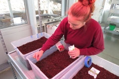 luna_planting