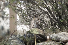 1_IMG_2177-bobcat