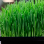 Kai Staats conducting a barley plant growth experiment at B2, 2019