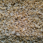 Kai Staats conducting a barley plant growth experiment at B2, 2019