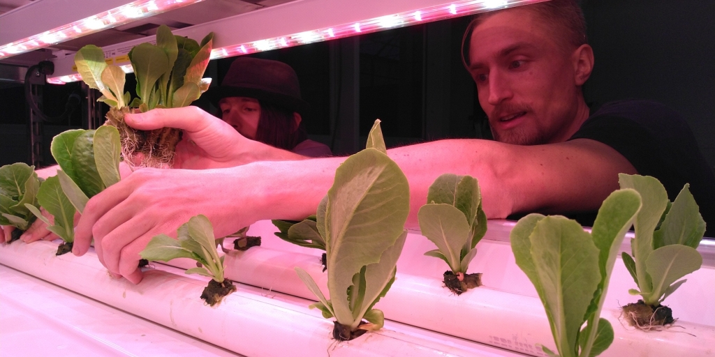 Grant and Greg transplant lettuce at SAM, Biosphere 2