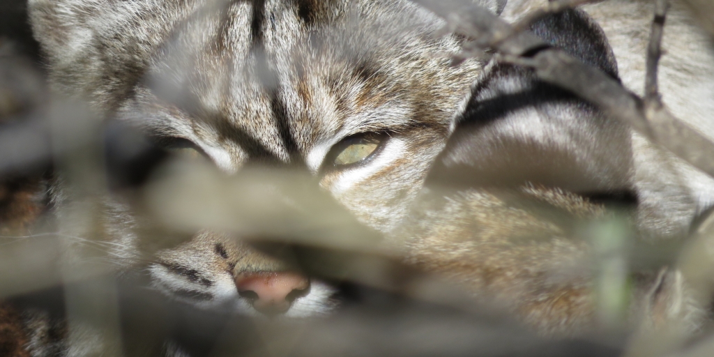 Bobcat at SAM, Biosphere 2