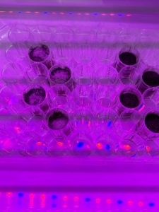 Experiment in hydroponics by Crew Imagination I at SAM