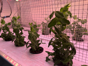 A dwarf variety of pea at SAM, Biosphere 2.